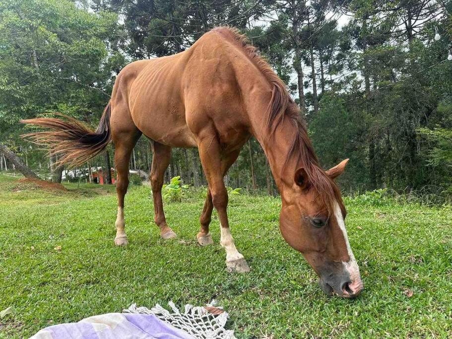 Chalet Chale Romantico A 20km De Curitiba Com Banheira